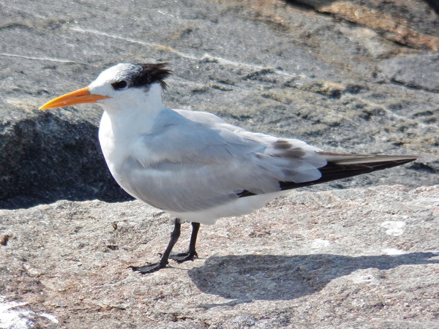 royal-tern