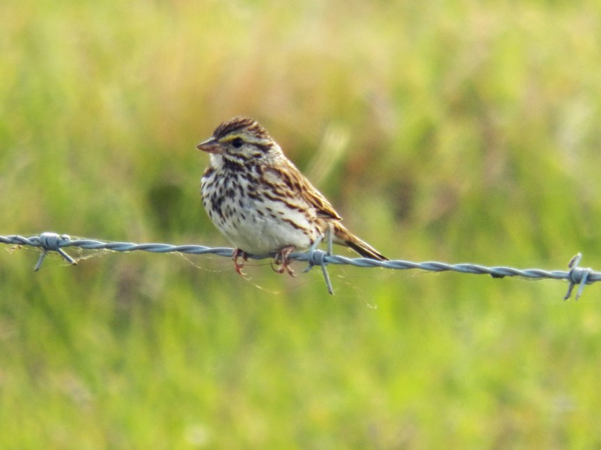 savannah-sparrow