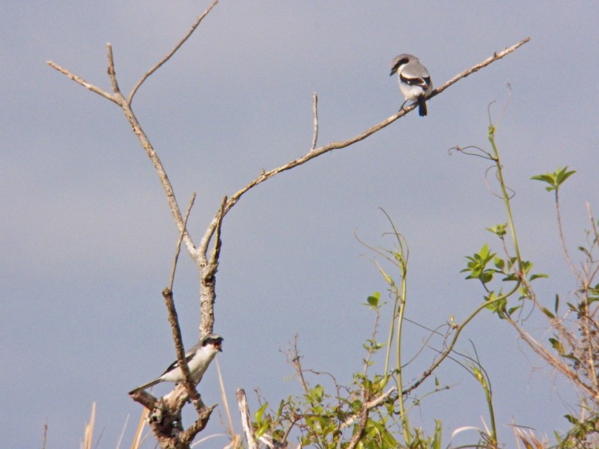 shrikes