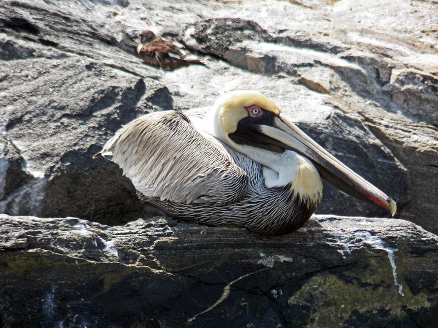 sitting-pelican