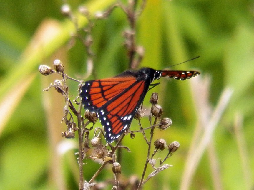 This is a Viceroy, a mimic of the better known Monarch butterfly. The extra thicker black line running across the thinner lines is the defining field mark.