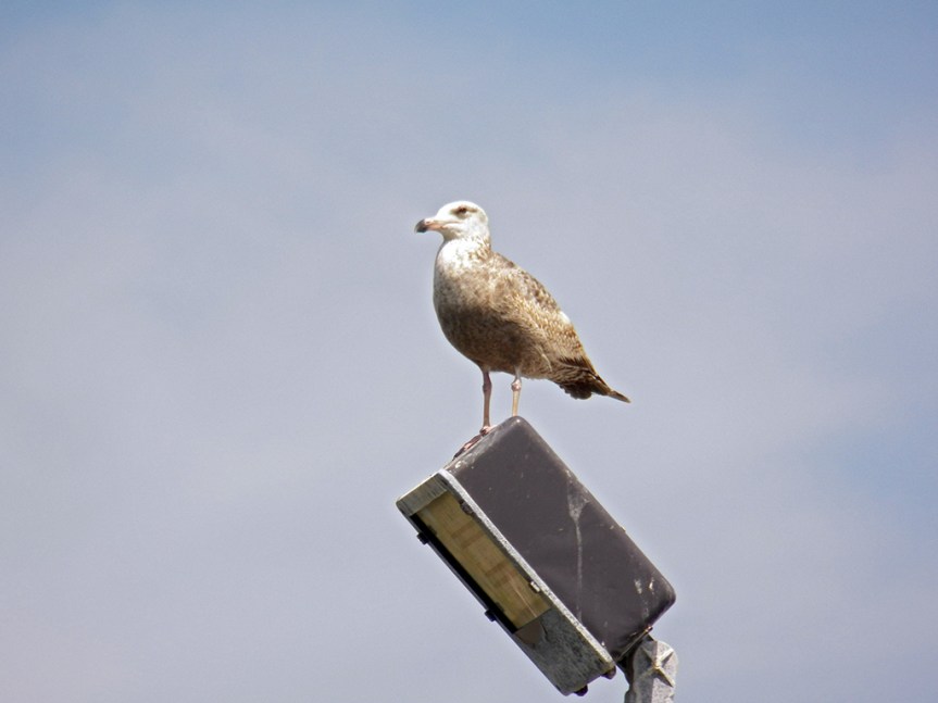 young-herring-gull