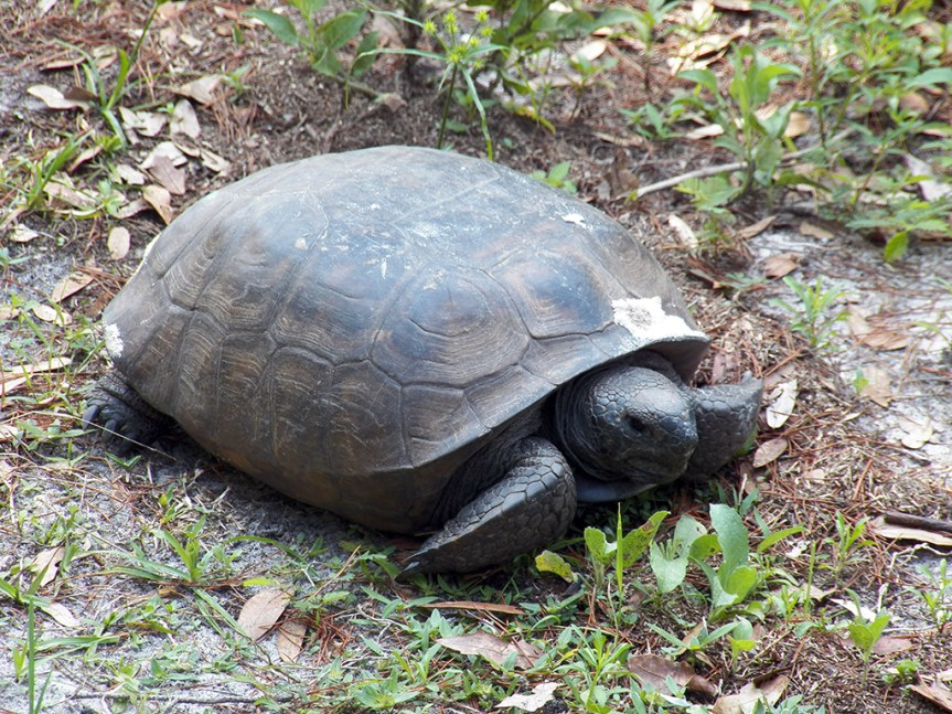 gopher-tortoise2