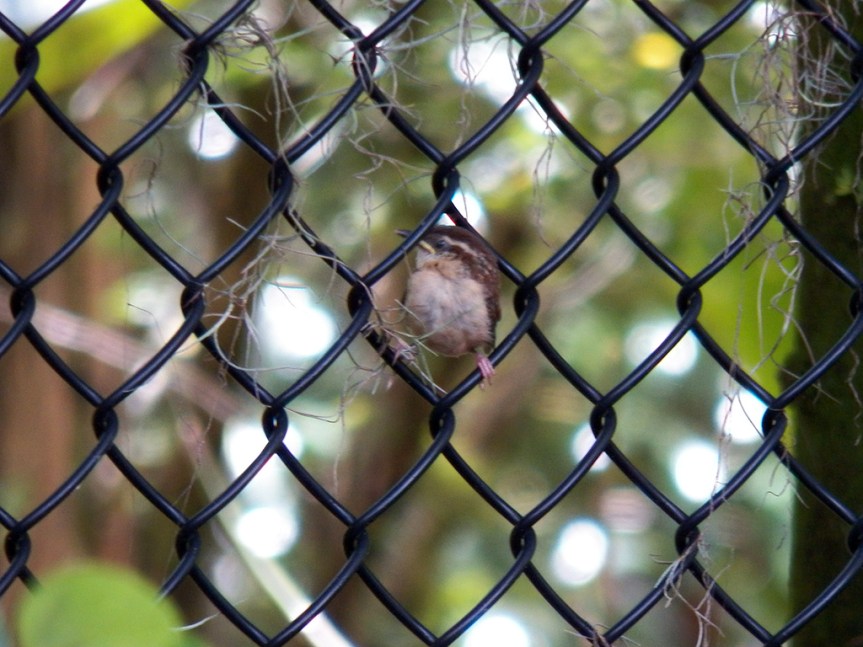 leu-baby-carolina-wren