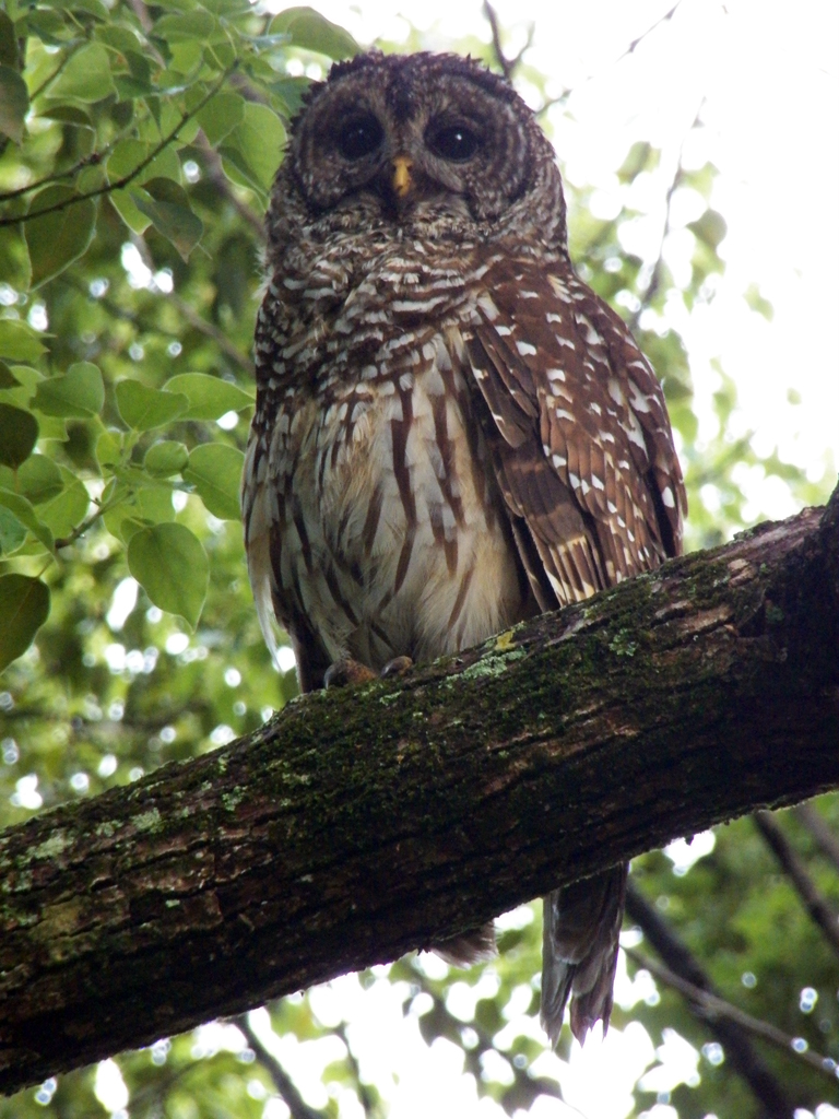 meade-barred-owl2
