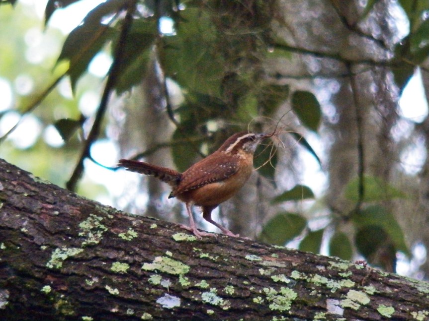meade-carolina-wren-grass