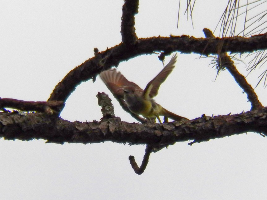 meade-flycatcher-flying