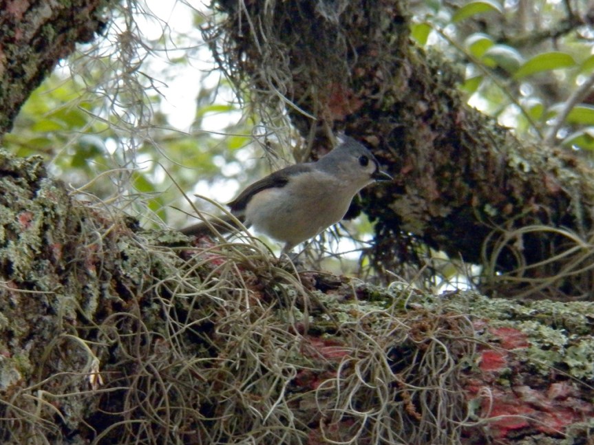 meade-titmouse