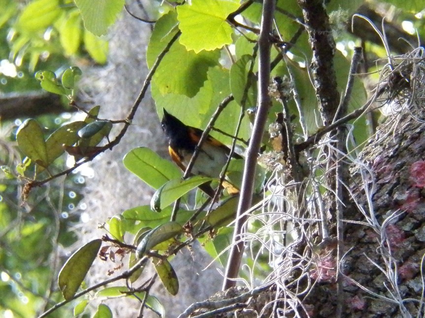 redstart