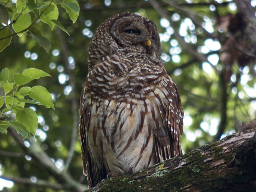 sleepy-owl