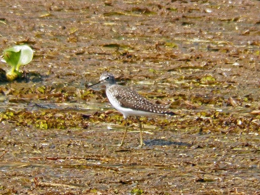 sol-sandpiper