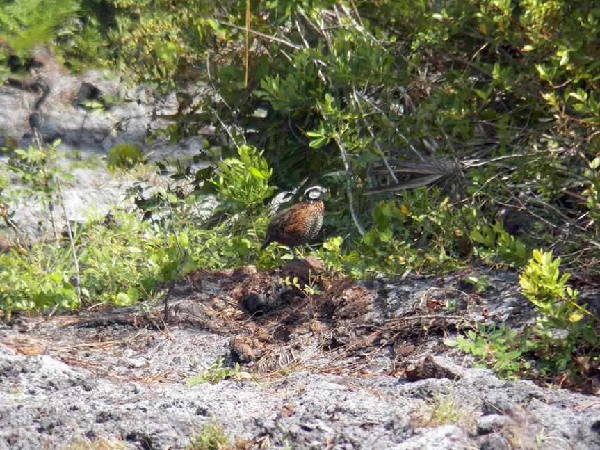 bobwhite