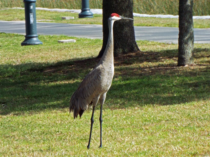 crane