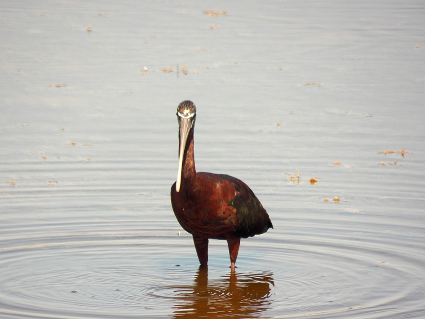 glossy-ibis