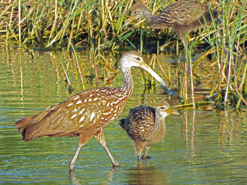 limpkin-adult-baby