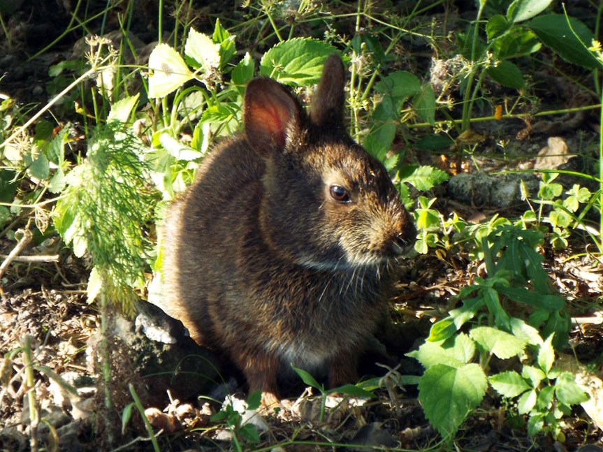 marsh-rabbit