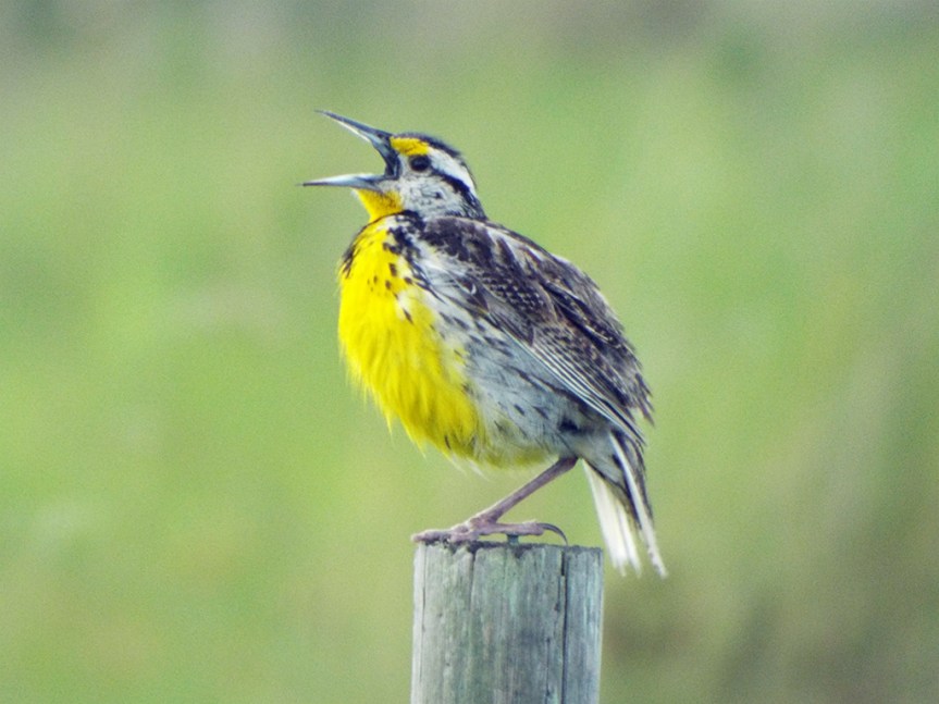 meadowlark-sings