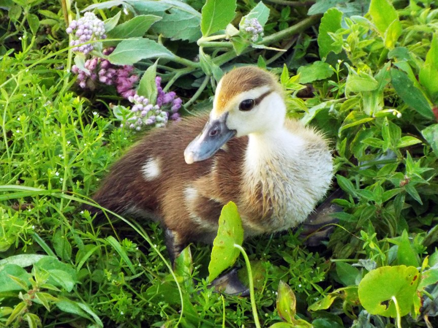 muscovy-duckling