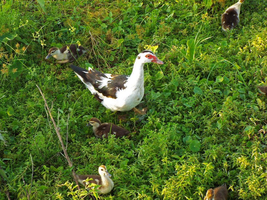 muscovy-momma