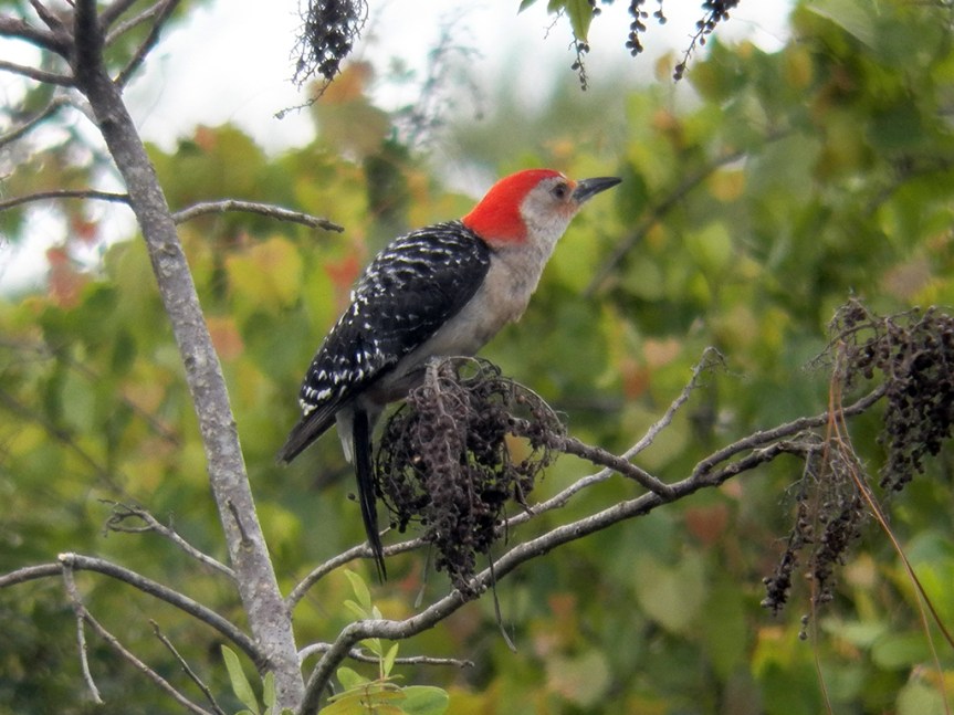 red-bellied-woodpecker