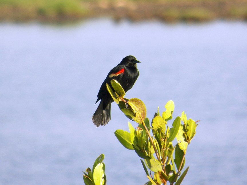 red-winged-bb
