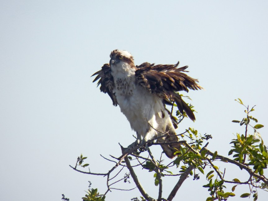 ruffled-osprey