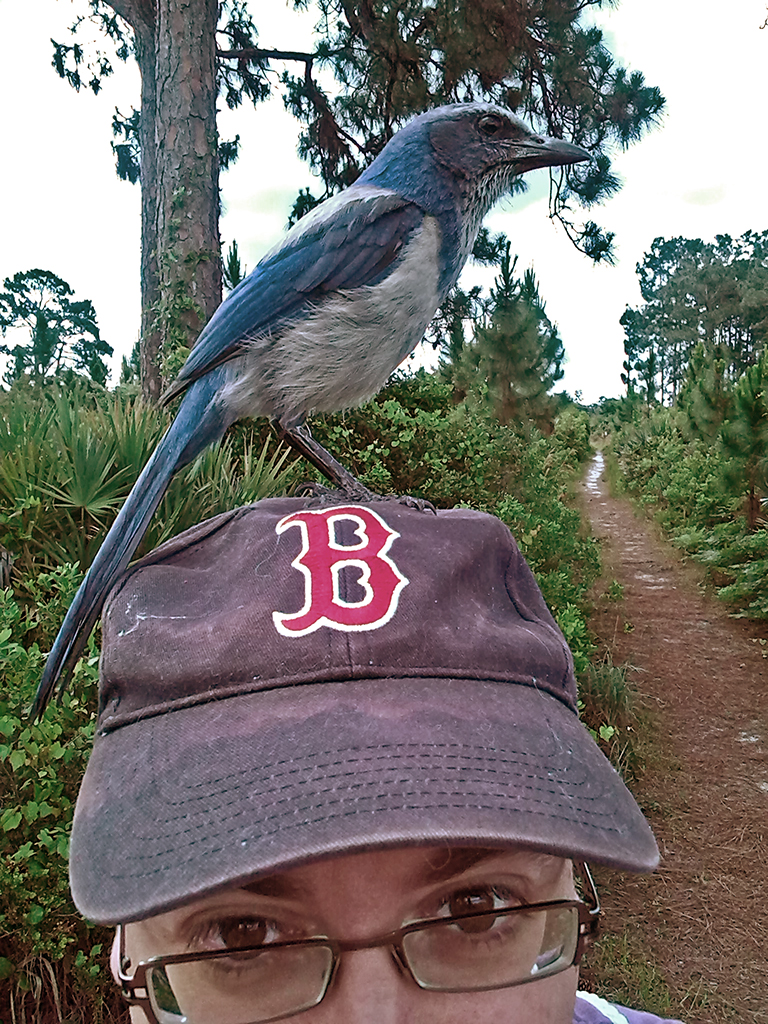 scrub-jay-christopher