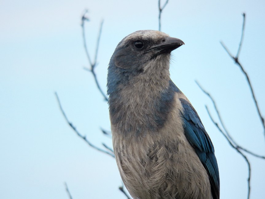 scrub-jay-closer