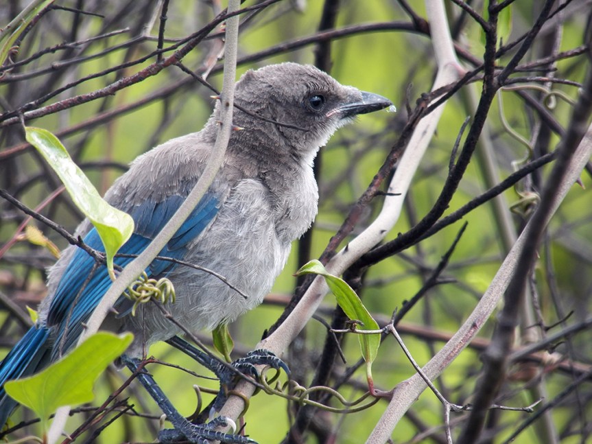 scrub-jay-fledgling