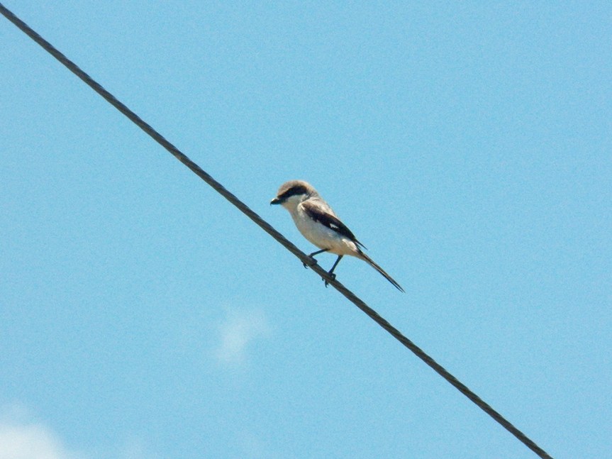 shrike