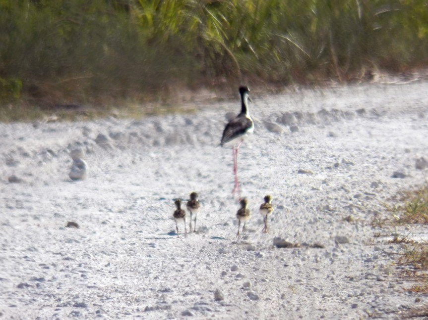 stilt-with-chicks
