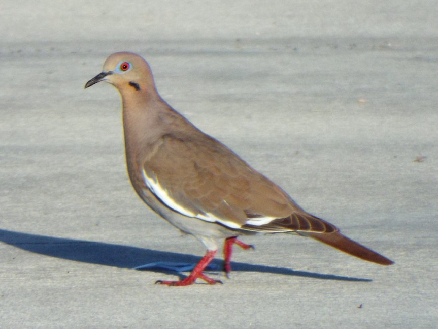 white-winged-dove