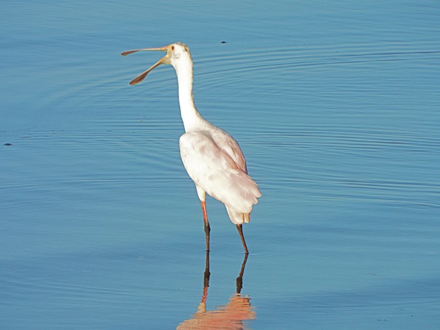 young-spoonbill