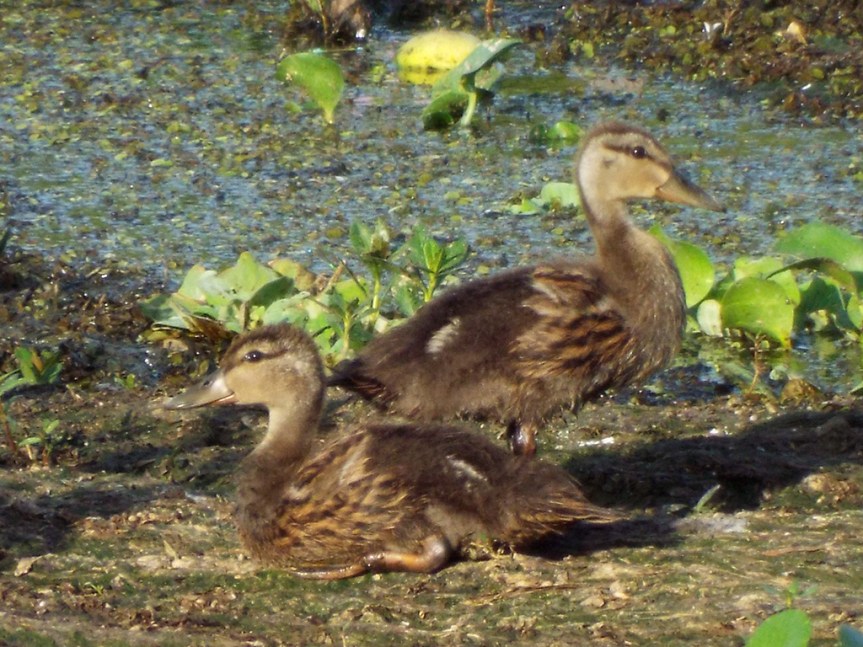 2-mottled-ducklings