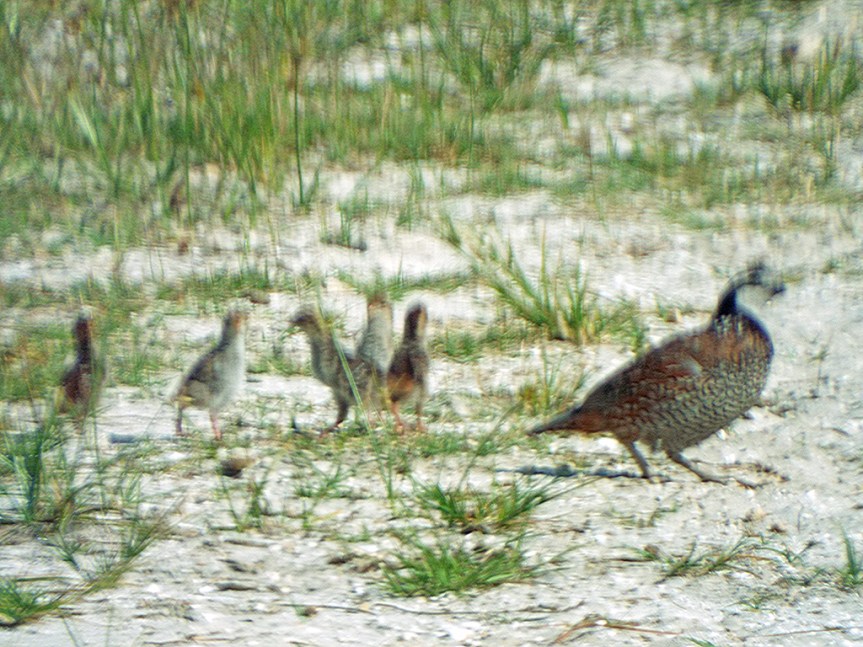 blurry-bobwhites