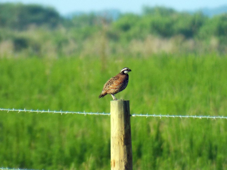 bobwhite1