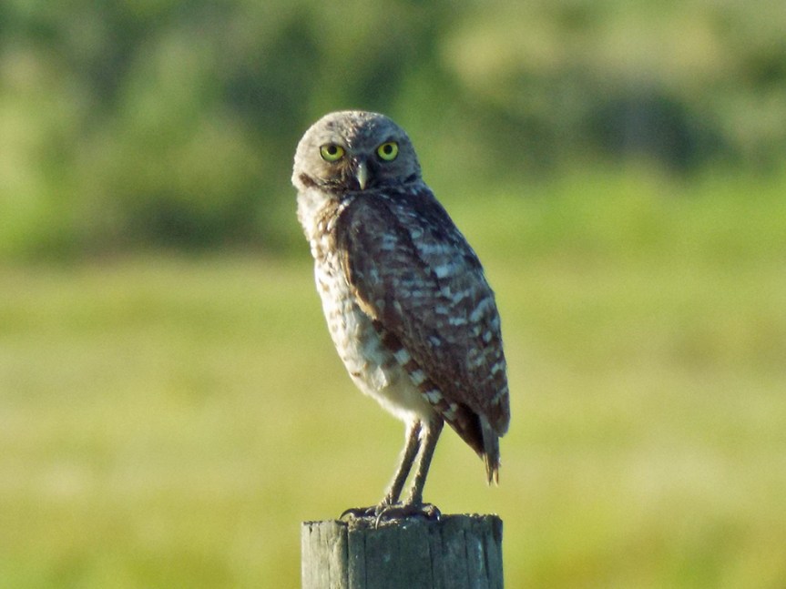 burrowing-owl2