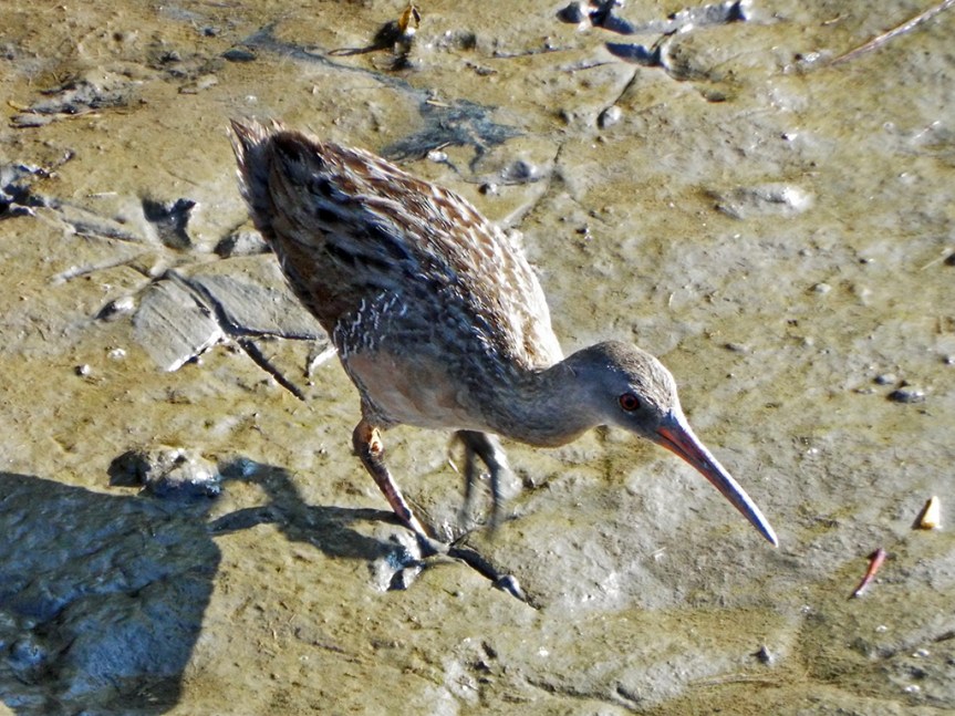 clapper-rail1