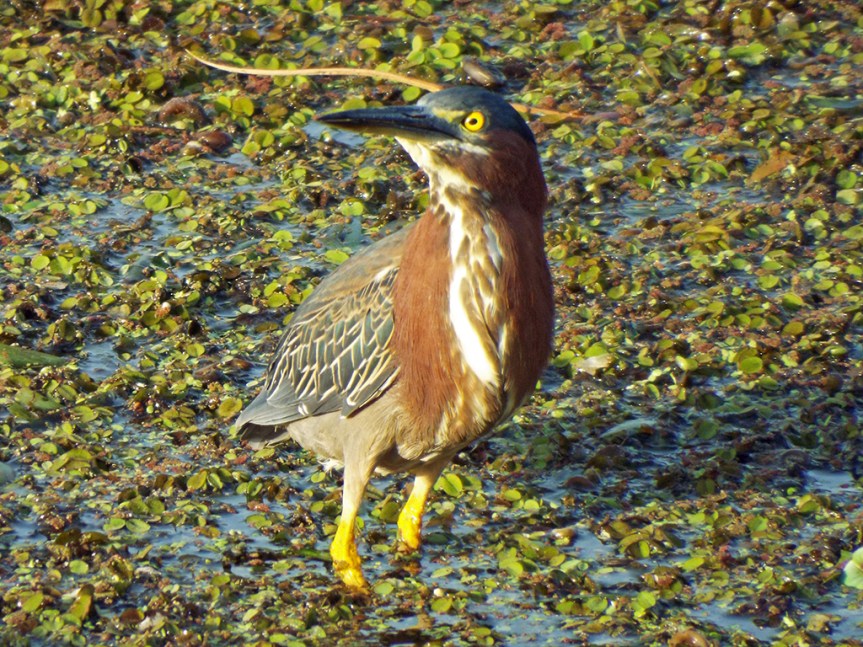 greenheron