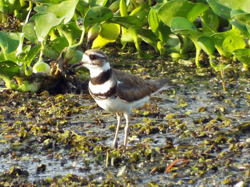 killdeer