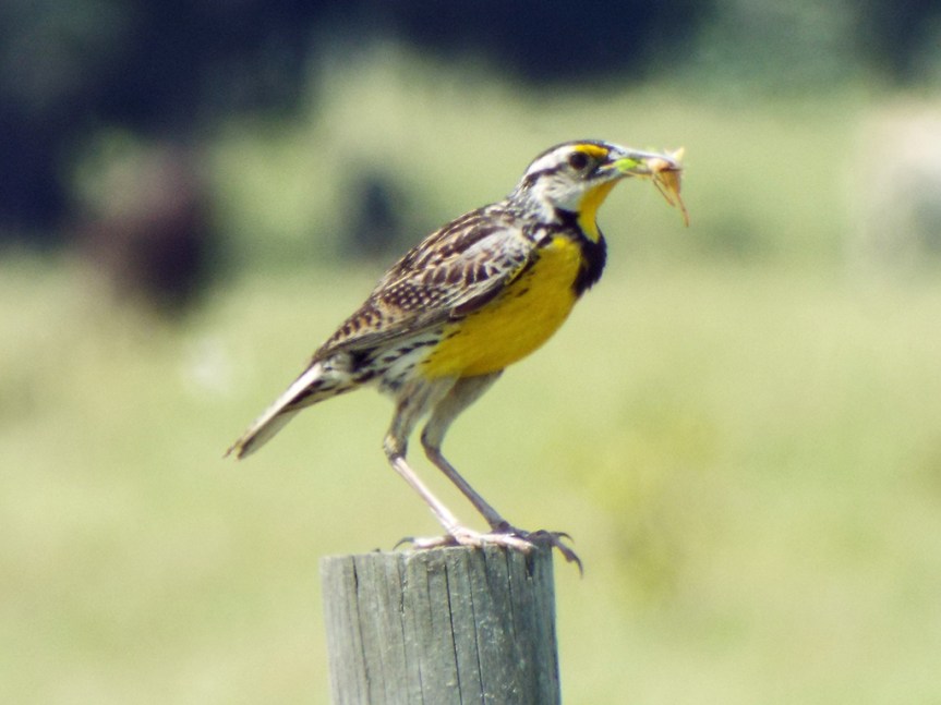 meadowlark