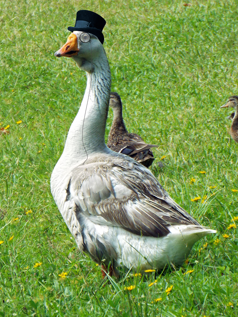 greylag2