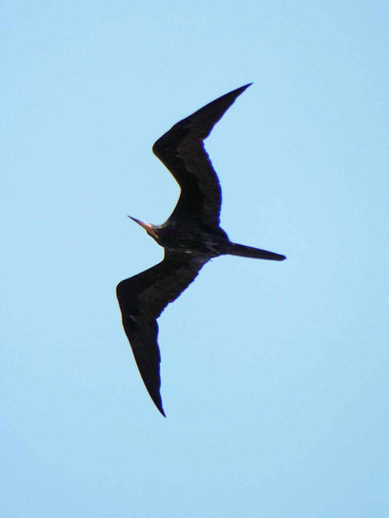 frigatebird1