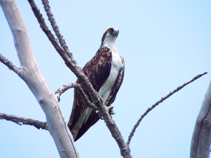 osprey