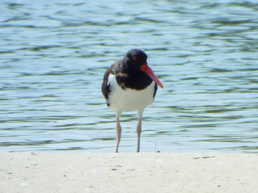 oystercatcher