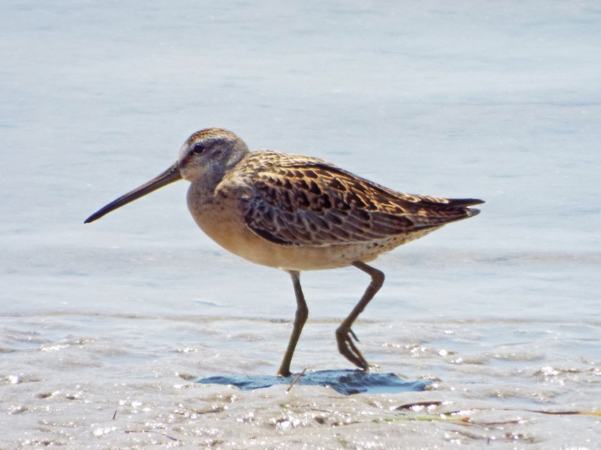 short-billed-dowitcher