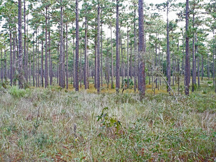 clearwater-lake-rec-area