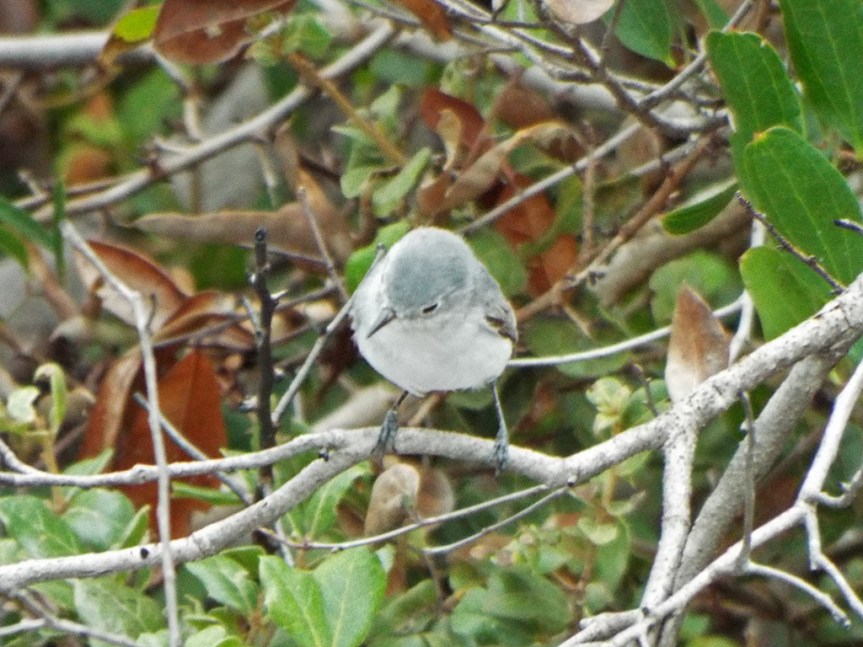 blue-gray-gnatcatcher