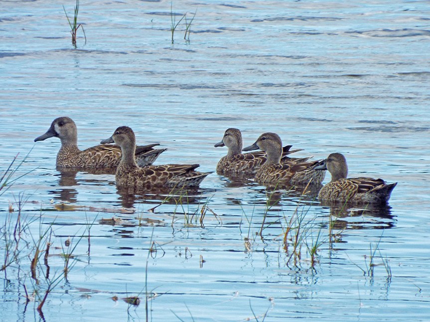 blue-winged-teals