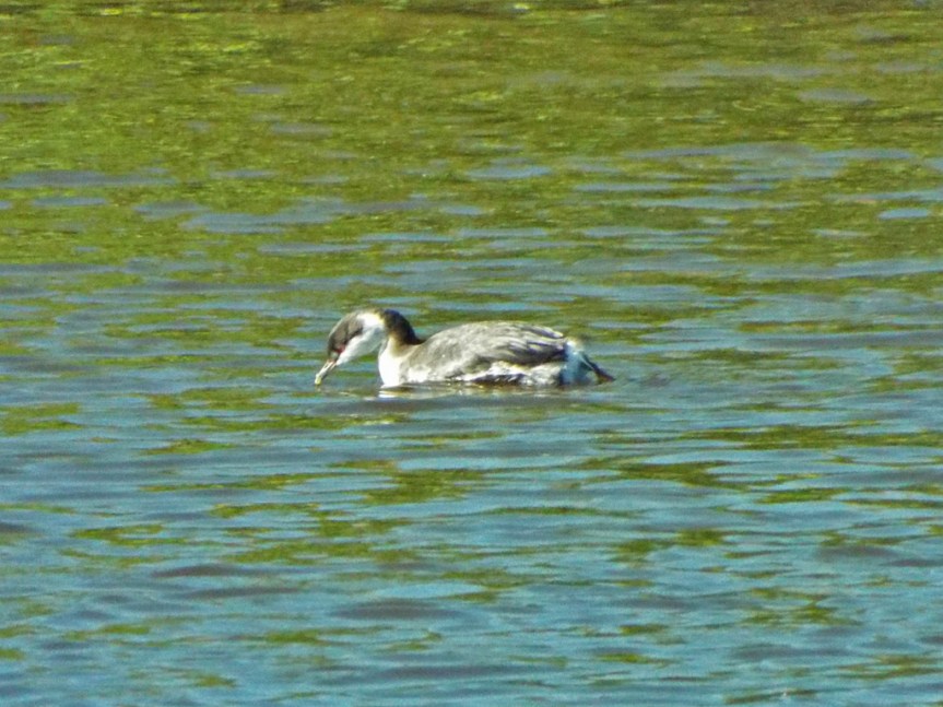 horned-grebe